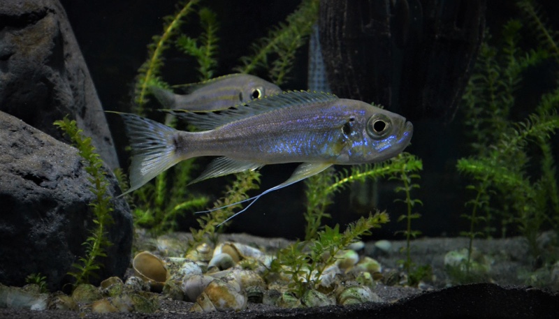 Haplotaxodon trifasciatus 'Burundi'